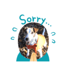 癒し犬 ワンワンワン（個別スタンプ：3）