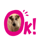 癒し犬 ワンワンワン（個別スタンプ：4）