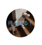 癒し犬 ワンワンワン（個別スタンプ：6）