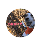 癒し犬 ワンワンワン（個別スタンプ：7）