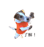 癒し犬 ワンワンワン（個別スタンプ：8）