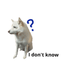 クールな雑種犬ラブ（英語版）（個別スタンプ：2）