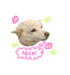 クールな雑種犬ラブ（英語版）（個別スタンプ：3）