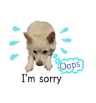 クールな雑種犬ラブ（英語版）（個別スタンプ：4）