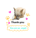 クールな雑種犬ラブ（英語版）（個別スタンプ：5）