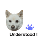 クールな雑種犬ラブ（英語版）（個別スタンプ：7）