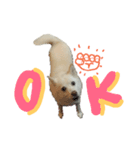 クールな雑種犬ラブ（英語版）（個別スタンプ：8）
