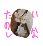 きせつといろんなスタンプ（個別スタンプ：3）