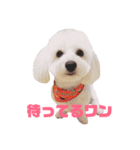 モコりりスタンプ（個別スタンプ：1）