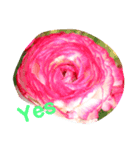 実写のお花（個別スタンプ：5）