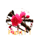実写のお花（個別スタンプ：6）