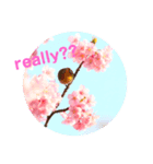 実写のお花（個別スタンプ：7）