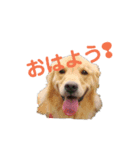 ゴールデンレトリバーのらいたん（個別スタンプ：1）