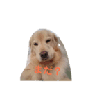 ゴールデンレトリバーのらいたん（個別スタンプ：3）