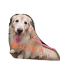 ゴールデンレトリバーのらいたん（個別スタンプ：5）