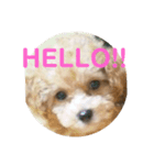ワンコやで（個別スタンプ：4）