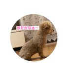 ワンコやで（個別スタンプ：6）