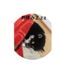 河原家 黒柴*福*1（個別スタンプ：1）