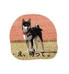 河原家 黒柴*福*1（個別スタンプ：2）