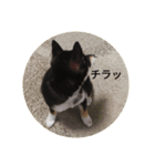 河原家 黒柴*福*1（個別スタンプ：5）