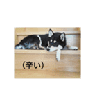 河原家 黒柴*福*1（個別スタンプ：6）