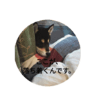 河原家 黒柴*福*1（個別スタンプ：8）