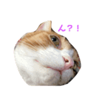 我が家はねこまみれ（個別スタンプ：1）