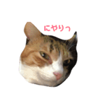 我が家はねこまみれ（個別スタンプ：2）