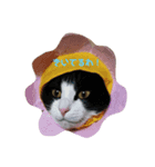 我が家はねこまみれ（個別スタンプ：3）