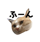 我が家はねこまみれ（個別スタンプ：4）