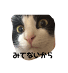 我が家はねこまみれ（個別スタンプ：6）