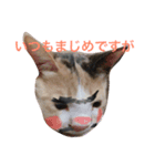 我が家はねこまみれ（個別スタンプ：7）
