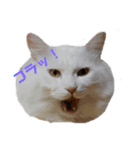 フク猫stamp（個別スタンプ：2）