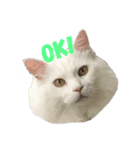 フク猫stamp（個別スタンプ：3）