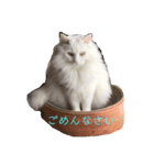 フク猫stamp（個別スタンプ：4）