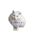 フク猫stamp（個別スタンプ：5）