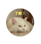 フク猫stamp（個別スタンプ：6）