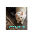 フク猫stamp（個別スタンプ：7）
