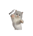 フク猫stamp（個別スタンプ：8）