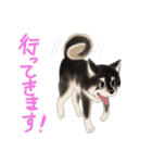 黒柴犬あずきスタンプ（個別スタンプ：13）