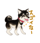 黒柴犬あずきスタンプ（個別スタンプ：17）