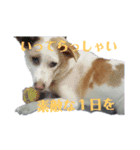 ぶち犬2（個別スタンプ：16）