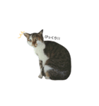 みやしたちびちゃん（個別スタンプ：1）