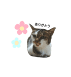 みやしたちびちゃん（個別スタンプ：3）
