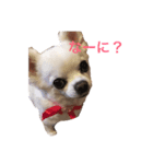 チワワのららちゃんの日常スタンプ（個別スタンプ：1）