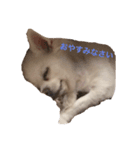 チワワのららちゃんの日常スタンプ（個別スタンプ：4）