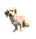 ミルクちゃんのスタンプ（個別スタンプ：1）