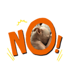 ®️dog（個別スタンプ：1）
