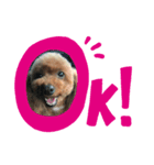 ®️dog（個別スタンプ：2）