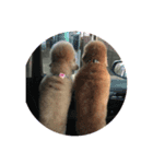 ®️dog（個別スタンプ：3）